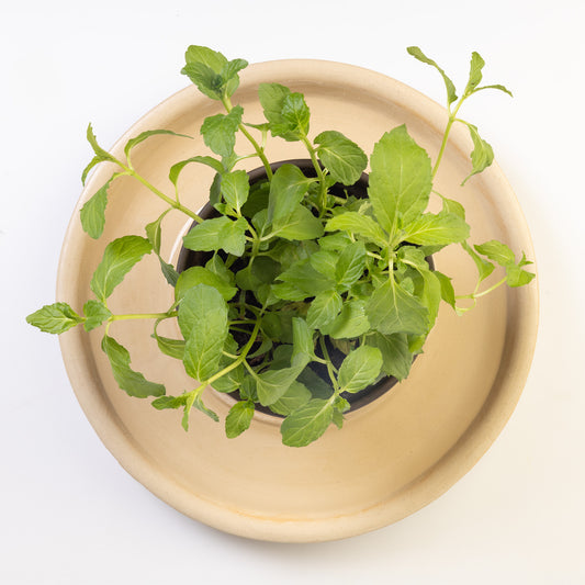 Keramiktränke "FONTUTTI" by Amando Pascotto